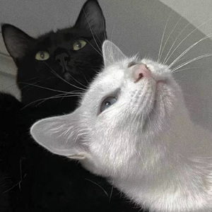 熟妇荡欲视频在线
